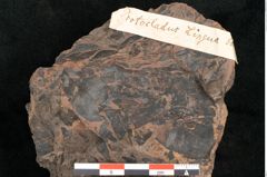 Foto (Detailansicht) von Protocladus lingua Ettingshausen (NHMW-GEO-2024-0188-10330)